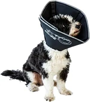 All Four Paws, Comfy Cone Pet Cone for Dogs, Cats, X-Large, Black - Comfortable Soft Dog Cone Collar Alternative for After Surgery, Wound Care, Spay, Neuter - Dog and Cat Recovery Collar